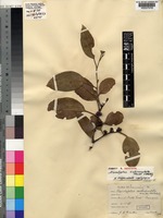 Isotype of Eucalyptus subcrenulata Maiden & Blakely [family MYRTACEAE]
