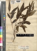 Isosyntype of Eucalyptus microcorys F.Muell. [family MYRTACEAE]
