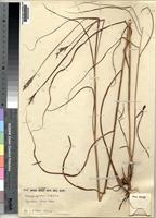 Andropogon chinensis (Nees) Merr. [family POACEAE]