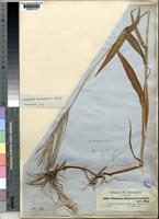 Digitaria horizontalis in Global Plants on JSTOR