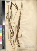 Stereochlaena cameronii (Stapf) Pilg. [family POACEAE]