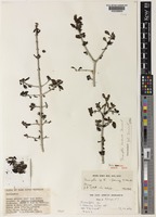 Paratype of Tennantia sennii (Chiov.) Verdc. & Bridson [family RUBIACEAE]