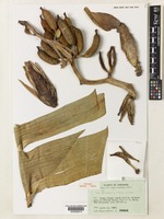 Isotype of Musa muluensis M.Hotta [family MUSACEAE]