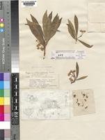 Marsdenia oblanceolata (Turrill) Omlor [family ASCLEPIADACEAE]