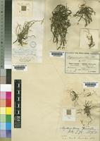 Mystacidium pusillum Harv. [family ORCHIDACEAE]