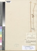 Isotype of Juncus pylaei Laharpe [family JUNCACEAE]