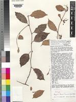 Isotype of Begonia bonus-henricus J.J.de Wilde [family BEGONIACEAE]