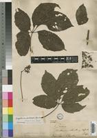 Ampelocissus multistriata Planch. subsp. gourmaensis A. Chev. [family VITACEAE]