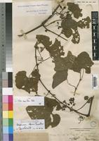 Ampelocissus africana (Lour.) Merr. [family VITACEAE]