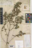 Holotype of Calea elematidea Baker [family COMPOSITAE]