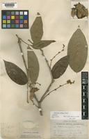 Isotype of Clitoria andrei Fantz [family LEGUMINOSAE-PAPILIONOIDEAE]