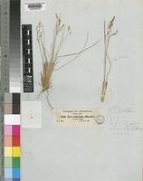 Poa simensis Hochst. ex A.Rich. [family POACEAE]