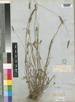 Cynosurus elegans Desf. [family POACEAE]