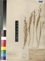 Oryza glaberrima Steud. [family POACEAE]