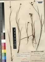 Juncus oxycarpus E.Mey. ex Kunth [family JUNCACEAE]
