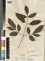 Holotype of Gonatopus clavatus Mayo [family ARACEAE]