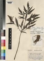 Gonatopus angustus N.E.Br. [family ARACEAE]