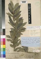 Syntype of Tricalysia niamniamensis Schweinf. ex Hiern var. niamniamensis [family RUBIACEAE]
