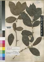 Isosyntype of Tricalysia pachystigma K.Schum. [family RUBIACEAE]
