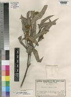 Holotype of Eucalyptus rummeryi Maiden [family MYRTACEAE]