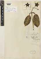 Holotype of Hoya affinis Hemsl. [family ASCLEPIADACEAE]