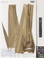 Paratype of Pandanus punctatus H.St.John [family PANDANACEAE]