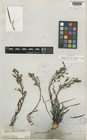 Stylidium yilgarnense E.Pritz. [family STYLIDIACEAE]