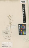 Isotype of Gomphrena tenella (Moq.) Benth. [family AMARANTHACEAE]