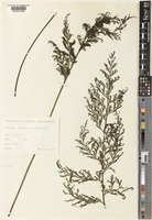 Type of Trichomanes maximum Blume [family HYMENOPHYLLACEAE]