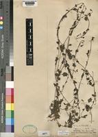 Type of Tetragonia pentandra Balf.f. [family AIZOACEAE]