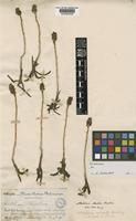 Aa calceata (Rchb.f.) Schltr. [family ORCHIDACEAE]