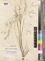 Syntype of Aristida scabrivalvis Hack. [family POACEAE]