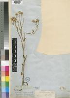 Type of Senecio hieracioides DC. [family COMPOSITAE]