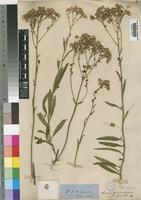 Type of Senecio serratuloides DC. var. gracilis Harv. [family COMPOSITAE]