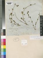 Justicia anagalloides (Nees) T.Anderson [family ACANTHACEAE]