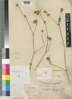 Type of Dicliptera rogersii Turrill [family ACANTHACEAE]