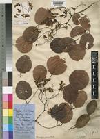 Pterocarpus rotundifolius (Sond.) Druce subsp. rotundifolius [family LEGUMINOSAE-PAPILIONOIDEAE]