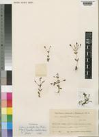 Isotype of Ilysanthes saxatilis Norl. [family SCROPHULARIACEAE]