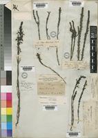 Striga bilabiata (Thunb.) Kuntze [family SCROPHULARIACEAE]