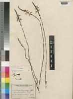 Striga bilabiata (Thunb.) Kuntze [family SCROPHULARIACEAE]