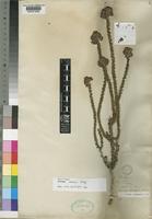 Holotype of Selago setulosa Rolfe [family SCROPHULARIACEAE]