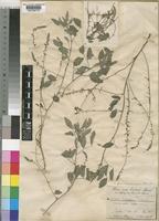 Indigofera pseudosubulata Baker f. [family LEGUMINOSAE-PAPILIONOIDEAE]
