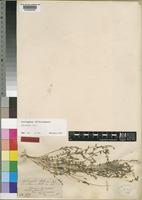 Isotype of Astragalus akkensis Coss. [family LEGUMINOSAE-PAPILIONOIDEAE]