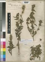 Lectotype of Dyschoriste verticillaris (T.Anderson ex Oliv.) C.B.Clarke [family ACANTHACEAE]