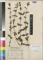 Syntype of Dyschoriste nobilior C.B.Clarke [family ACANTHACEAE]