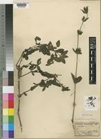 Type of Dyschoriste decora S.Moore [family ACANTHACEAE]