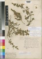 Lectotype of Disperma dentatum C.B.Clarke [family ACANTHACEAE]