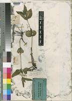 Ruellia prostrata Poir [family ACANTHACEAE]