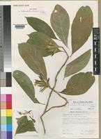 Holotype of Sclerochiton tanzaniensis Vollesen [family ACANTHACEAE]