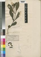 Barleria welwitschii S.Moore [family ACANTHACEAE]